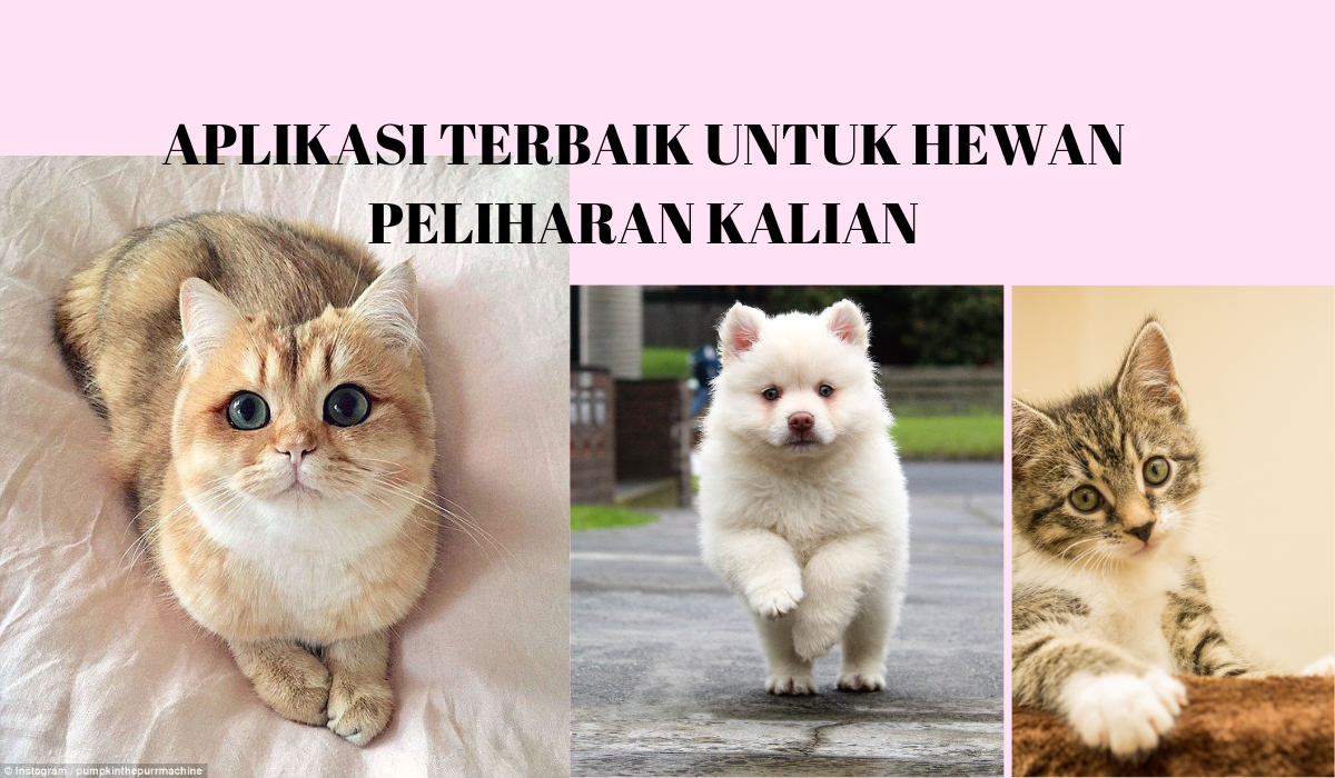 Aplikasi untuk pecinta kucing dan anjing